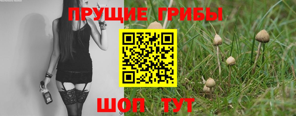 Галлюциногенные грибы Psilocybe Будённовск
